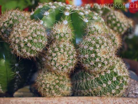 Bauernkaktus