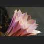 Kaktusblüte