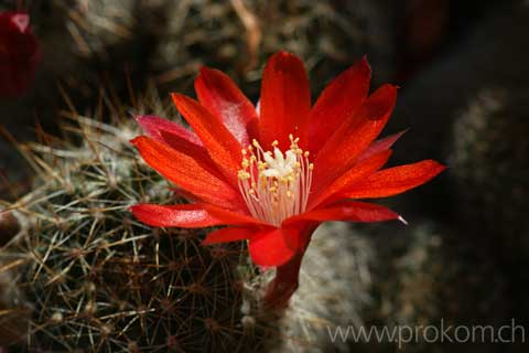 Kaktusblüte