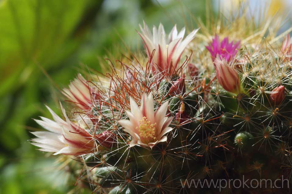 Kaktusblüte