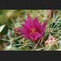 Kaktusblüte