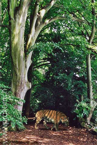 Tiger auf der Mainau