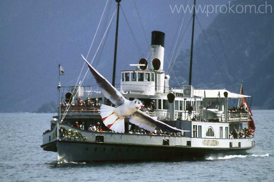 der Dampfer Stadt Luzern