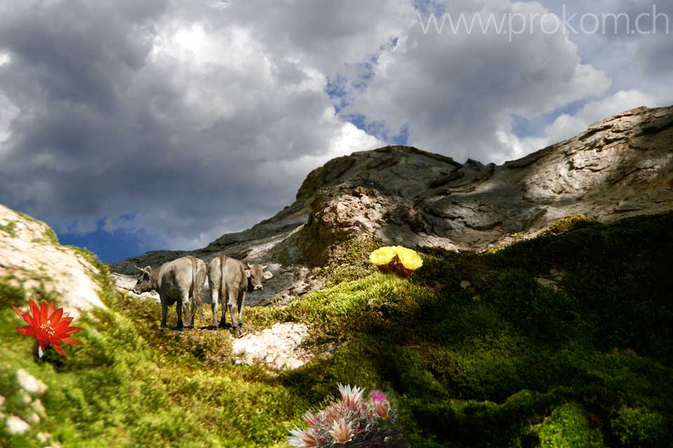 Wanderung Zindlenspitz