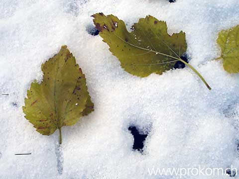 Blätter im Schnee