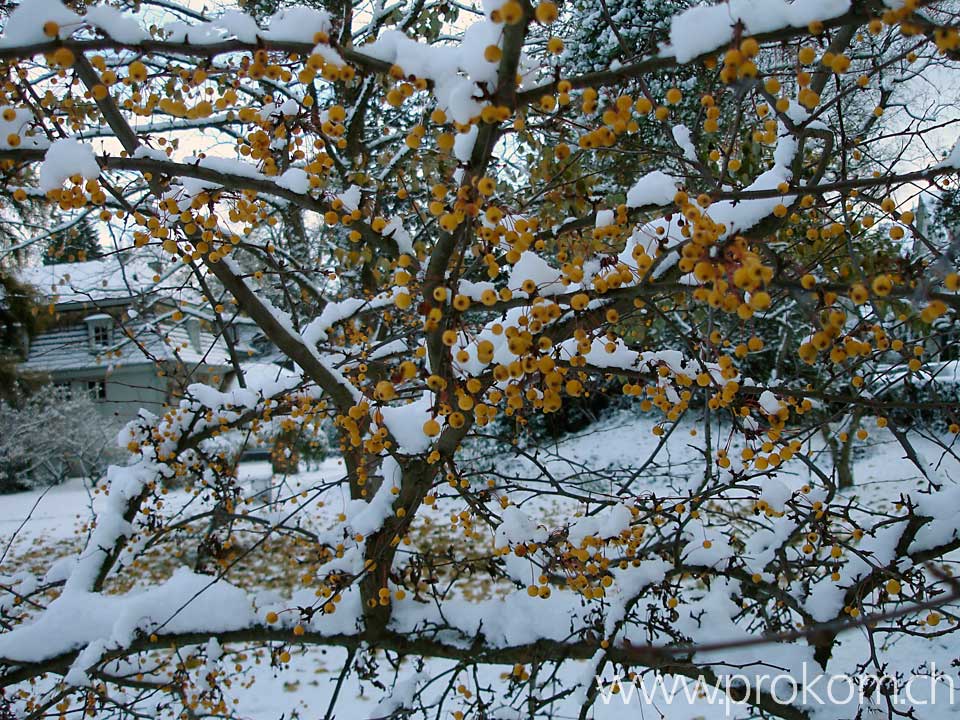 Blätter im Beeren am Strauch