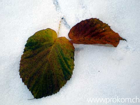 Blätter im Schnee