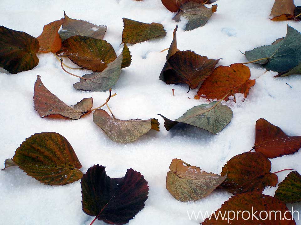 Blätter im Schnee
