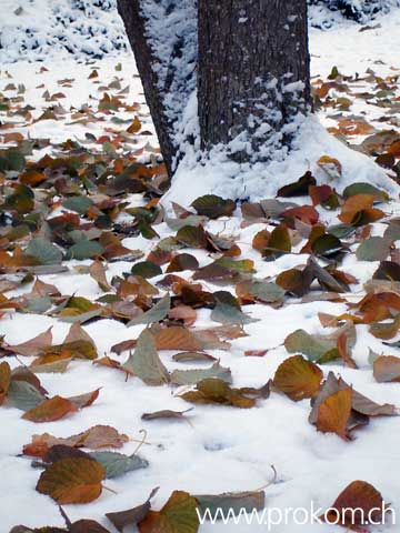 Blätter im Schnee