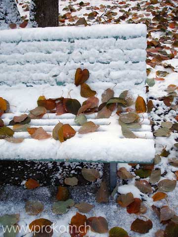 Blätter im Schnee