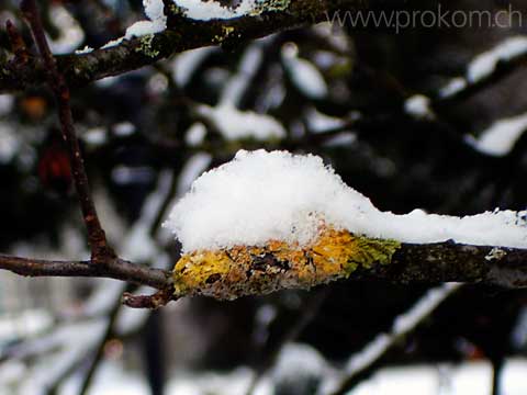 Flechten mit Schnee