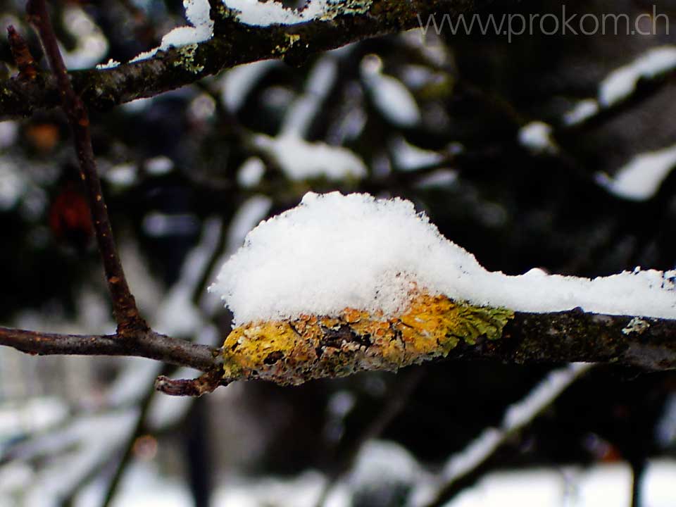 Flechten mit Schnee