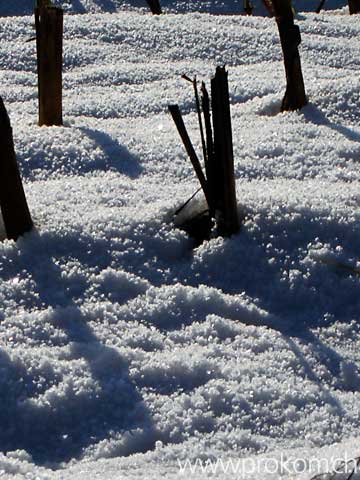 Maisstoppen Neuburg bei Winterthur