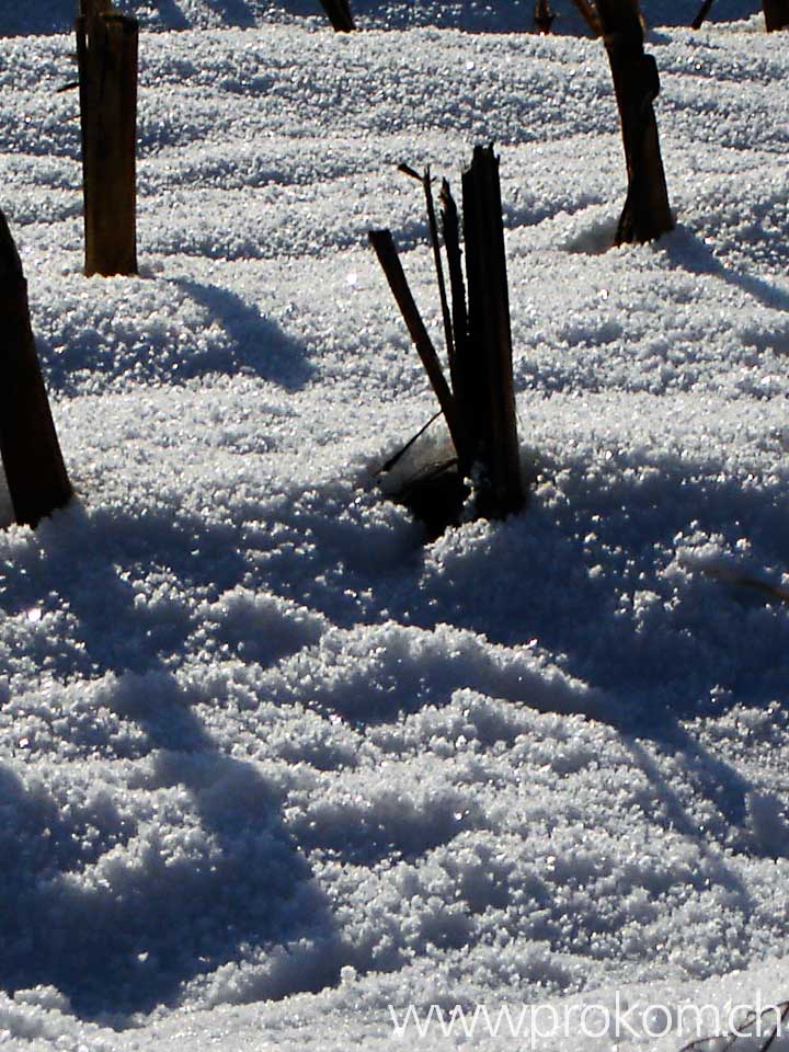 Maisstoppen Neuburg bei Winterthur