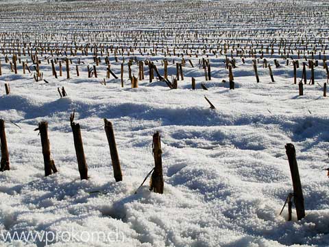 Maisstoppen Neuburg bei Winterthur
