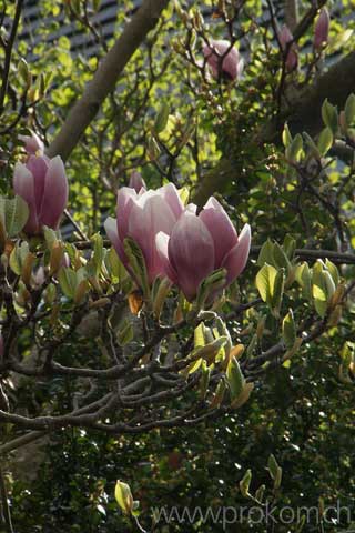 Magnolien