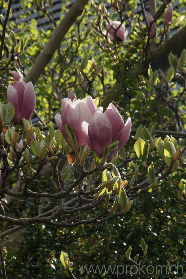 Magnolien