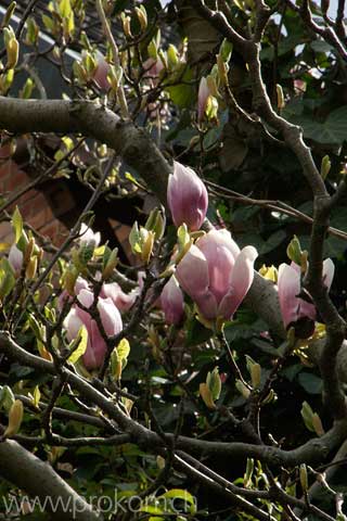 Magnolien