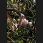 Magnolien