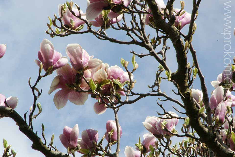 Magnolien