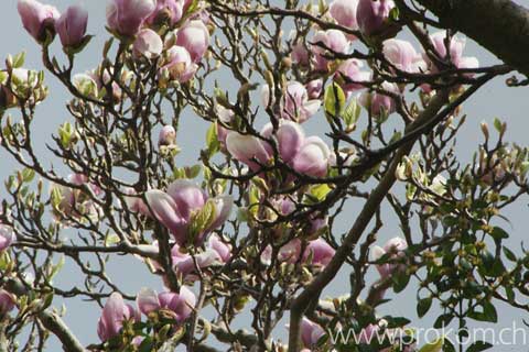 Magnolien