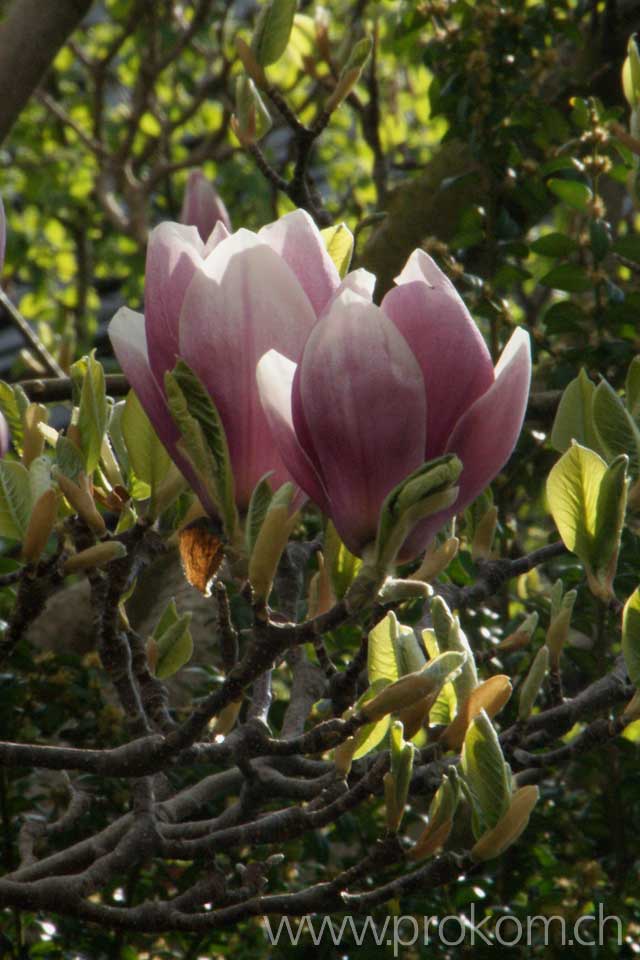 Magnolien