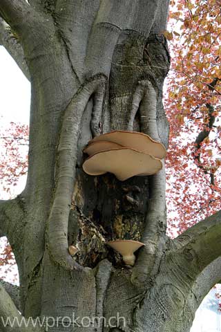 Pilz an Buchenstamm