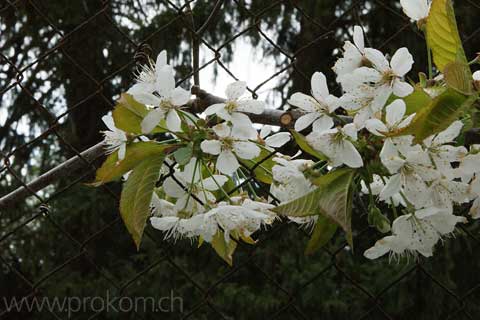 Kirschblüte