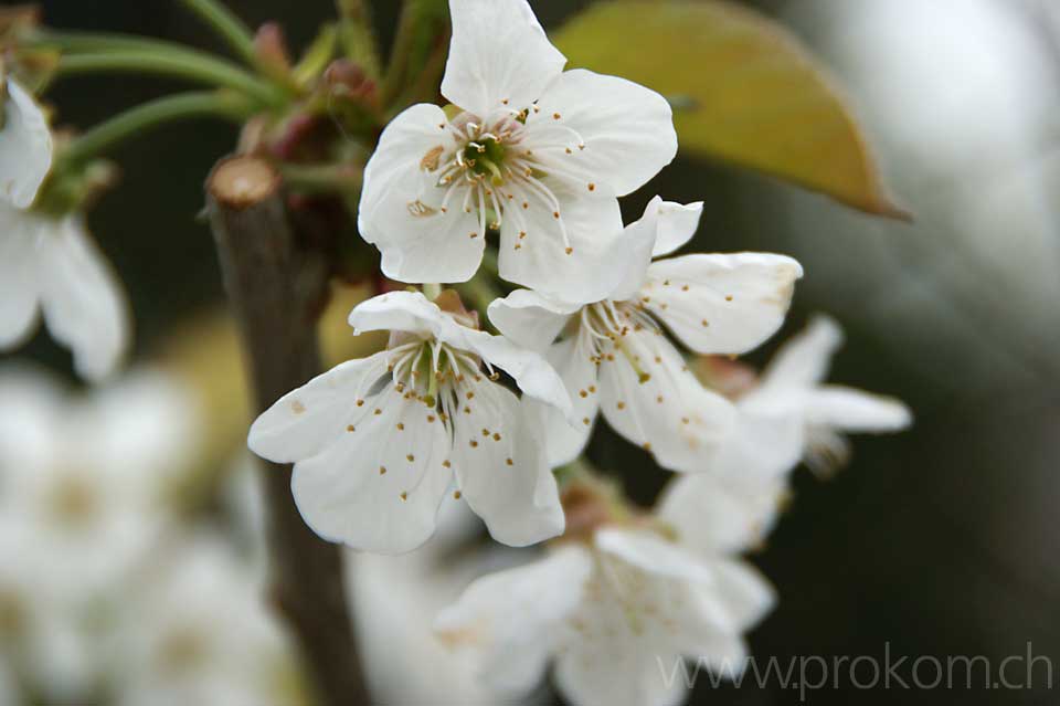 Kirschblüte