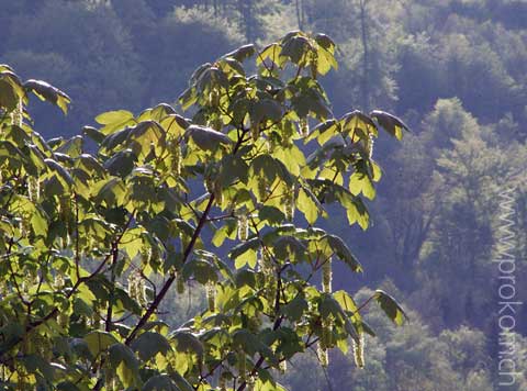 Bergahornblüten