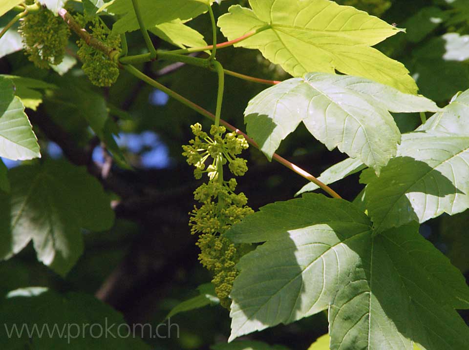 Bergahornblüten