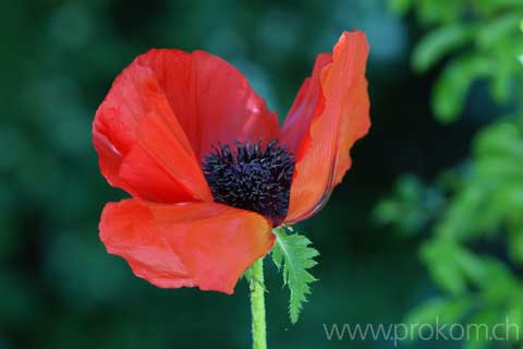 Mohn