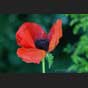 Mohn