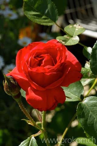 Rosen