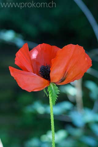 Mohn