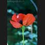 Mohn