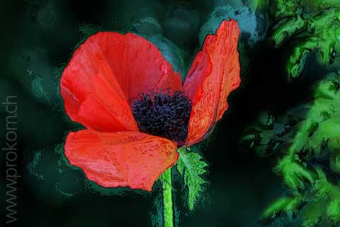 Mohn