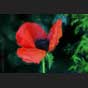 Mohn PS-Filter