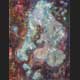 Archipelagos elpis